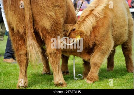 Highland vitello che succhia la madre in uno spettacolo rurale nello Yorkshire, Regno Unito. Foto Stock