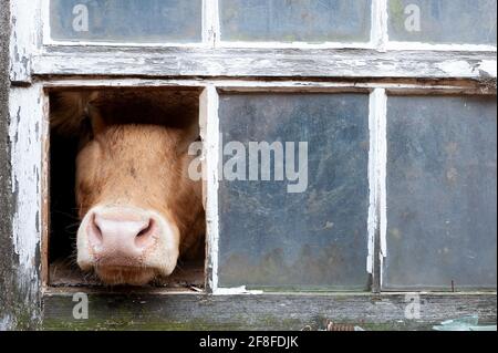 Mucca che mette il naso fuori da una finestra in una tradizionale mucca byre su una fattoria collina, Cumbria, Regno Unito. Foto Stock