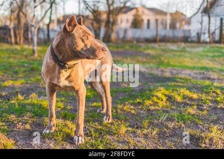 Pit bull terrier cane animale su una passeggiata nel parco all'aperto guarda in lontananza al tramonto. Foto Stock