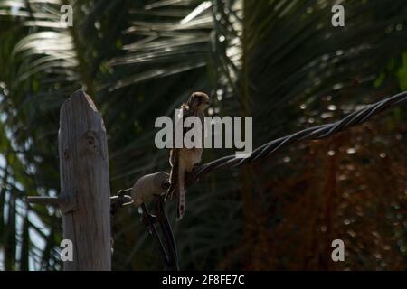 Falco tinnunculus canariensis seduto su un palo telegrafico nel comune di Las Hayas in Valle Gran Rey di la Gomera nelle Isole Canarie. Foto Stock