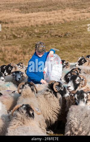 Ragazzo giovane che alimenta un gregge di pecore deglutite sulla brughiera, Cumbria, Regno Unito. Foto Stock