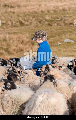 Ragazzo giovane che alimenta un gregge di pecore deglutite sulla brughiera, Cumbria, Regno Unito. Foto Stock