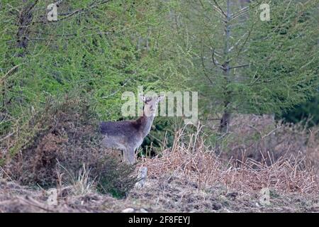 Maschio allow Deer in primavera con nuovo antler dossi Foresta Di Dean UK Foto Stock