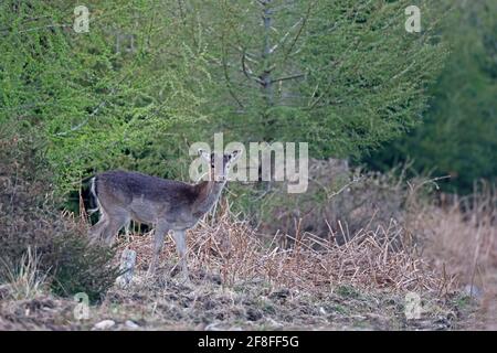 Maschio allow Deer in primavera con nuovo antler dossi Foresta Di Dean UK Foto Stock