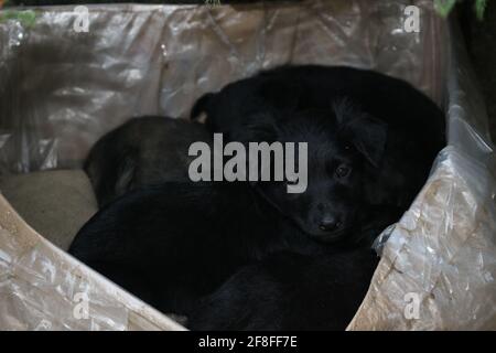 cuccioli neri, cuccioli carini di strada, adorabili piccoli cani, cuccioli mongrel, cuccioli tristi senza tetto, animali domestici sulla strada. Foto Stock