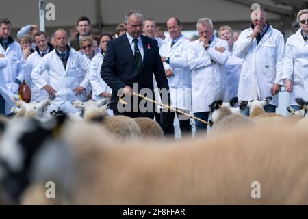 Giudicate l'ispezione di un gregge di agnelli mimmeri del Nord dell'Inghilterra al Royal Highland Show, 2019. Foto Stock