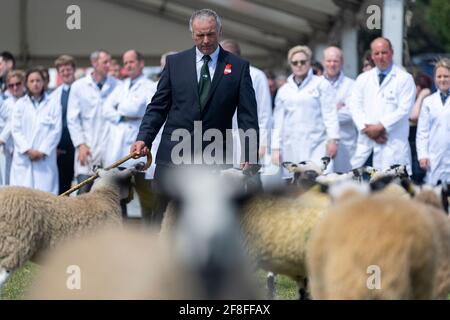 Giudicate l'ispezione di un gregge di agnelli mimmeri del Nord dell'Inghilterra al Royal Highland Show, 2019. Foto Stock