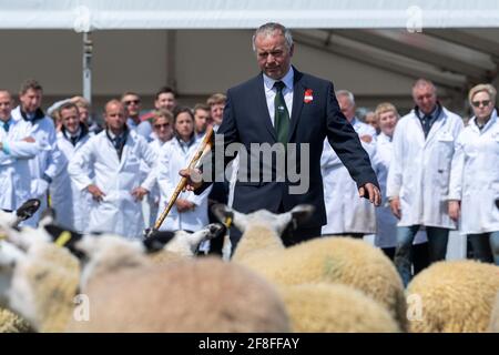 Giudicate l'ispezione di un gregge di agnelli mimmeri del Nord dell'Inghilterra al Royal Highland Show, 2019. Foto Stock