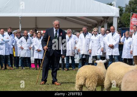 Giudicate l'ispezione di un gregge di agnelli mimmeri del Nord dell'Inghilterra al Royal Highland Show, 2019. Foto Stock