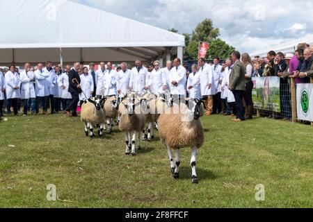 Giudicate l'ispezione di un gregge di agnelli mimmeri del Nord dell'Inghilterra al Royal Highland Show, 2019. Foto Stock