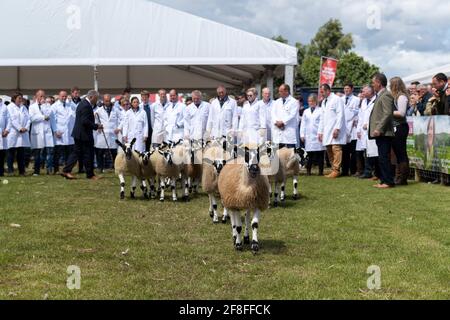 Giudicate l'ispezione di un gregge di agnelli mimmeri del Nord dell'Inghilterra al Royal Highland Show, 2019. Foto Stock