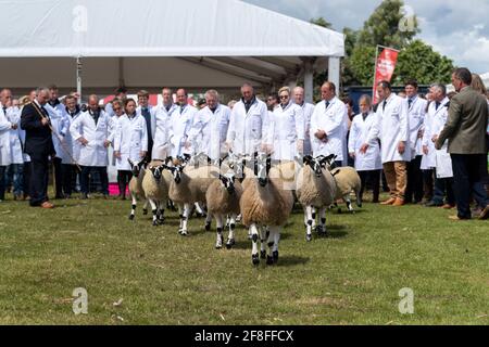 Giudicate l'ispezione di un gregge di agnelli mimmeri del Nord dell'Inghilterra al Royal Highland Show, 2019. Foto Stock