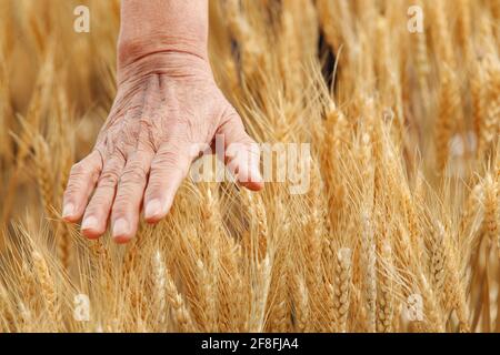 Coltivatori con la mano che accarezzano grano Foto Stock