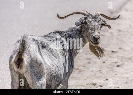 Capra selvatica sull'isola di Kos, Grecia. Foto Stock