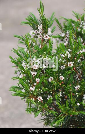 Fiocco di neve di pianta in vaso. Chamelaucium Uncinatum in fiore. Chamelaucium unchinatum o fiore di cera. Foto Stock