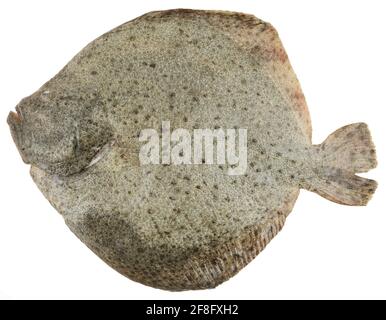 Pesce di passera fresco isolato su bianco. Delizioso cibo di mare Foto Stock