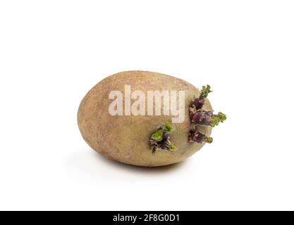 Tubero di patata con nuovi germogli verdi isolati su bianco. Pronto per l'impianto. Foto Stock