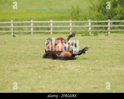 Un cavallo della baia rotola sull'erba in un paddock. Foto Stock