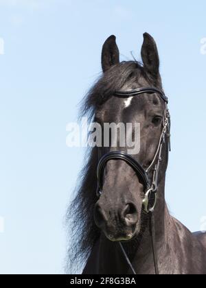 Un colpo di testa di un bel cavallo frisiano in una briglia. Foto Stock