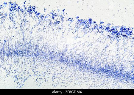 Penicillium, funghi ascomicetosi, al microscopio. Micelio, la parte vegetativa del fungo, una massa di idafae ramificata e filiforme. Foto Stock