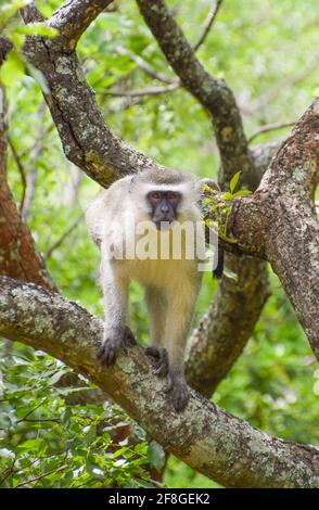 Una scimmia di vervetto in un albero in un parco nazionale dello Zimbabwe. Foto Stock