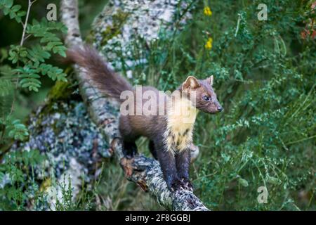 Novellame di pino martora Martes martes su log in Highlands Della Scozia Foto Stock