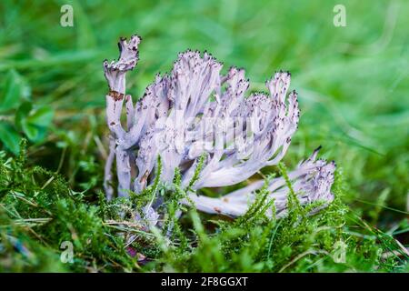 Fungo corallo grigio Clavulina cinerea che cresce in un bosco sotto Betulla nelle Highlands della Scozia Foto Stock