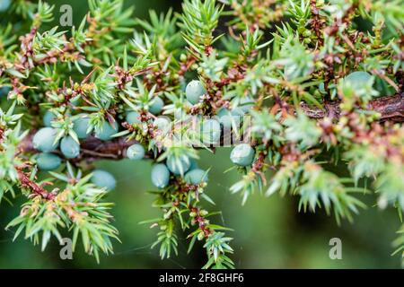 Comune Juniperus communis subsp. Communis che cresce nelle Highlands della Scozia Foto Stock
