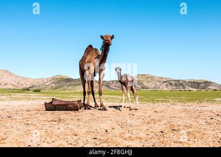 Cammello che alimenta il vitello nel deserto Foto Stock