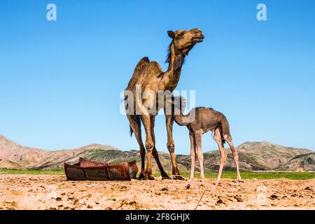 Cammello che alimenta il vitello nel deserto Foto Stock