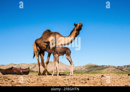 Cammello che alimenta il vitello nel deserto Foto Stock