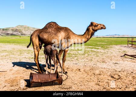 Cammello che alimenta il vitello nel deserto Foto Stock