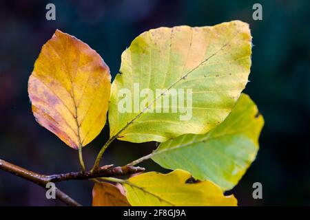 Faggio Fagus sylvatica foglie che in autunno si colorano Highlands della Scozia Foto Stock