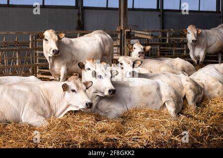 Vacche di razza piemontese bianche Fassona nella stalla Foto Stock