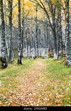 Alberi di betulla pendola di Betula in autunno con foglie che girano colore Nelle Highlands della Scozia Foto Stock