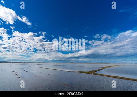 Risaie allagate ad Albufera, Valencia, Spagna Foto Stock