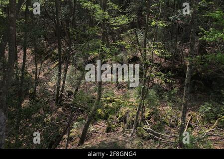 Foresta di Aokigahara in Giappone. La misteriosa foresta scura nella prefettura di Yamanashi in Giappone è anche conosciuta come Foresta suicida. Foto Stock