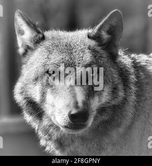 Un lupo dello zoo di Berlino fotografato in bianco e nero. Animali molto impressionanti Foto Stock