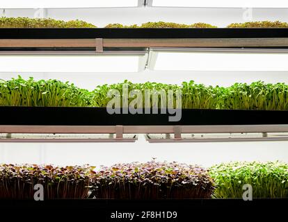 Vaschette di piantine di microsverde che crescono in azienda agricola urbana Foto Stock