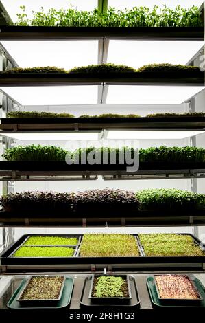 Vaschette di piantine di microsverde che crescono in azienda agricola urbana Foto Stock