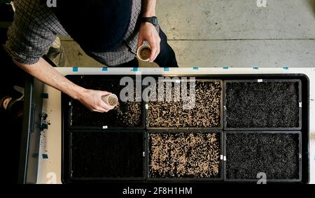 Persona semina semi in vassoi di semi poco profondi, vista dall'alto Foto Stock