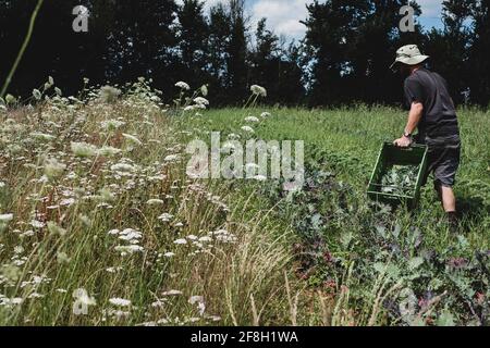 Uomo che cammina in un campo, trasportando la cassa di plastica, raccogliendo le verdure. Foto Stock