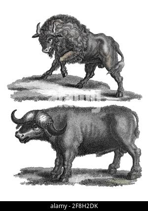 Bos - The American Bison (top) The Cape Buffalo (bottom) incisione su Copperplate dall'Enciclopedia Londinensis OR, dizionario universale di arti, scienze e letteratura; Volume III; a cura di Wilkes, Giovanni. Pubblicato a Londra nel 1810 Foto Stock