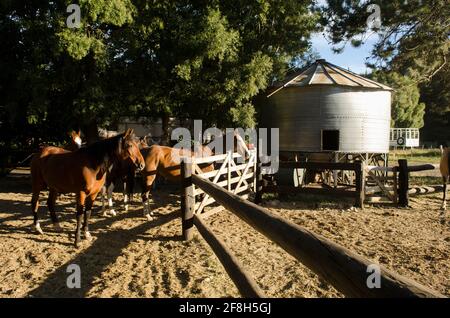 fattoria outlet con cavalli, grano silo e cancello. Situazione del paese argentino Foto Stock