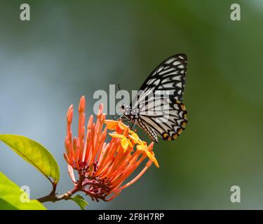 Un bel MIME comune (Papilio clytia), che si nutre di nettare dai fiori a grappolo di stelle nel giardino di Mangalore a Karnataka, India. Foto Stock