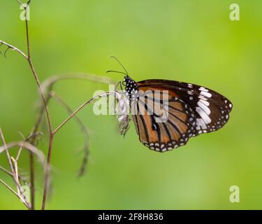 Una farfalla della tigre comune (Danaus genutia) che riposa sul ramo di una pianta morta nel giardino di Mangalore a Karnataka, India. Foto Stock