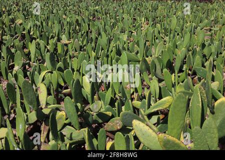 Spagna Opuntienplantagen per la riproduzione della scala di cocciniglia insetto in Guatiza, Lanzarote, Isole Canarie, Canarie Foto Stock