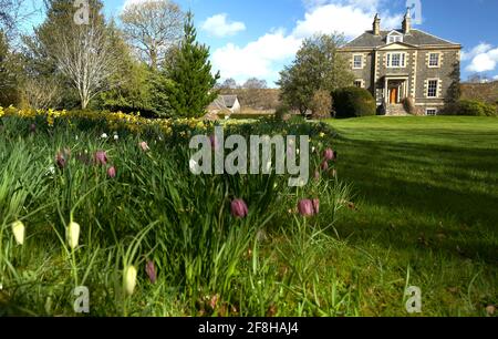 Harmony House Gardens a Melrose con Daffodils e testa di serpente fritillary in piena fioritura in una giornata di sole primavera. Foto Stock