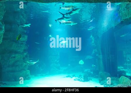 Vista sull'acquario con pesci e una scuola di squali nell'acquario Foto Stock