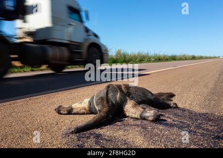 Un'anteater gigante morto, Myrmecophaga tridactyla, scesa, ucciso da un veicolo in viaggio. Uccisione di animali selvatici nella foresta amazzonica, in Brasile. Foto Stock